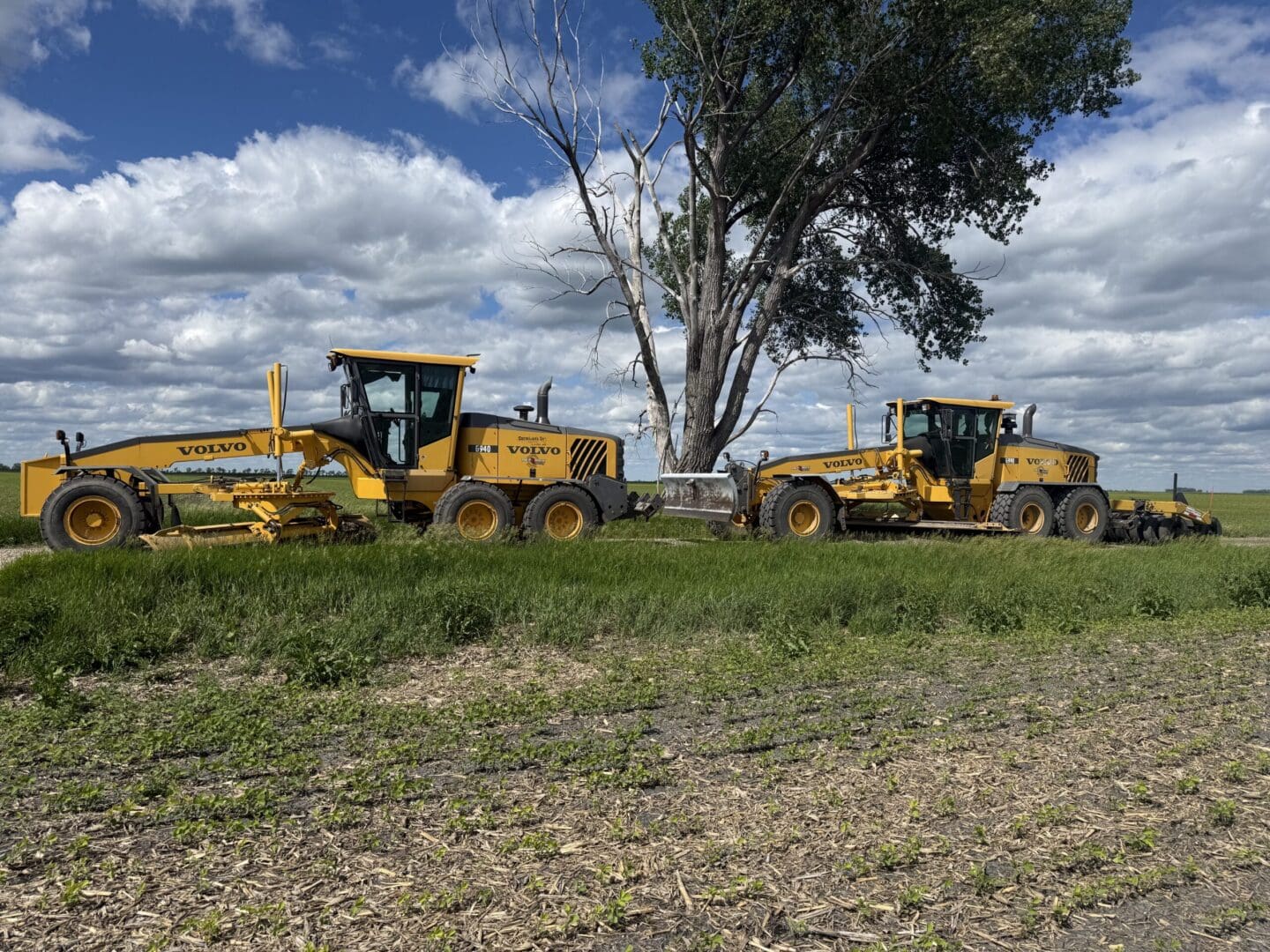 Two yellow Volvo graders in grassy field